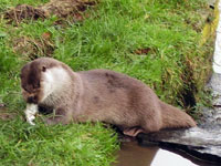 Tamar Otter & Wildlife Centre, Visitor Attractions, Bude