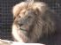 Newquay Zoo, Visitor Attractions, Newquay
