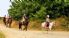 Cornish Riding Holidays/Wheal Buller Riding School, Horse Riding Centres, Truro