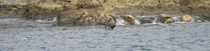 Seal off Cornish coast