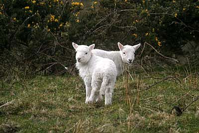 Just arrived, Bodmin Moor Lambs