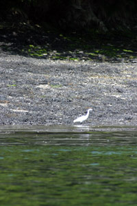 Bird watching near Helford