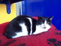 National Animal Welfare Trust - Hayle