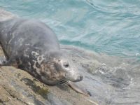 Cornwall Seal Group Research Trust, Wildlife Groups