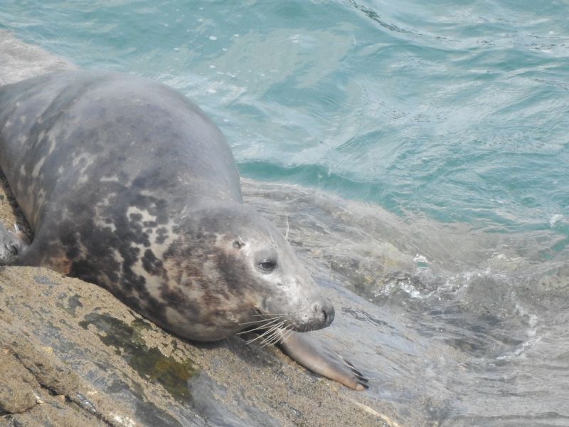 Image copyright Cornwall Seal Group Research Trust