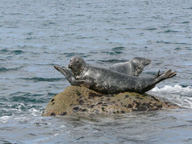 Juvenile Seals Image copyright Cornwall Seal Group Research Trust