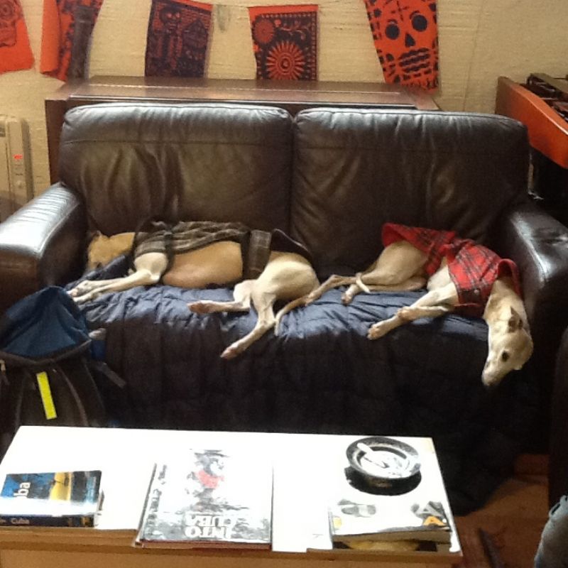Dogs welcome @ Redwing, Penzance Dogs welcome @ Redwing, Penzance