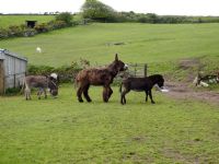 The Flicka Foundation Donkey Sanctuary, Animal Sanctuaries