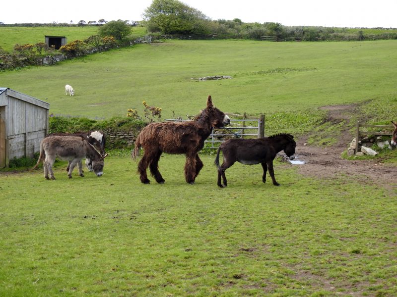 The Flicka Foundation Donkey Sanctuary