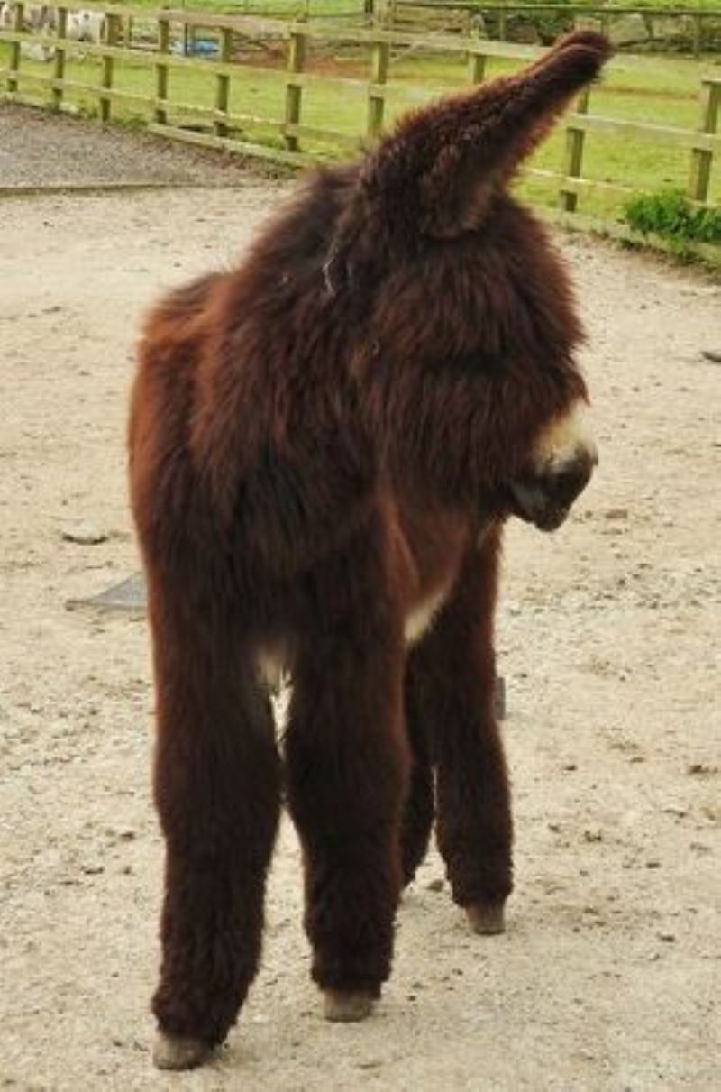 Humphrey at The Flicka Foundation Donkey Sanctuary