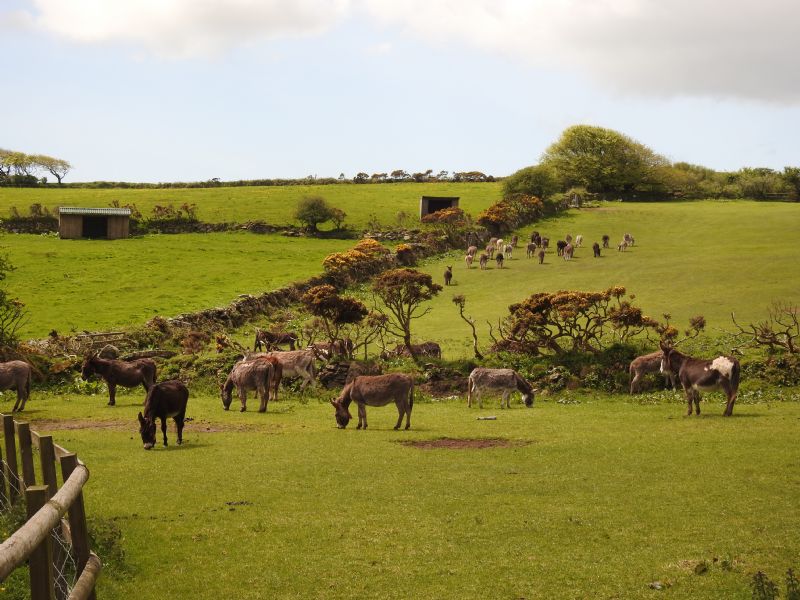 The Flicka Foundation Donkey Sanctuary