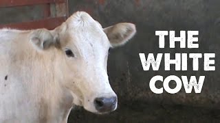 White Cow Communities, Charity organisations