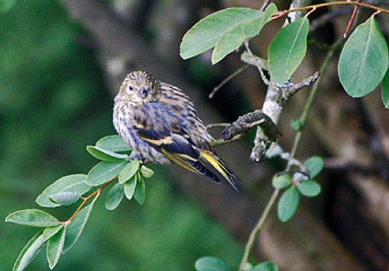 Siskin. Photo by Robert Bovill, 15/06/2011