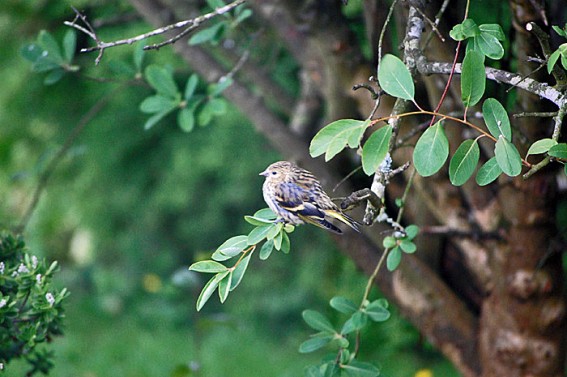 Siskin. Photo by Robert Bovill, 15/06/2011