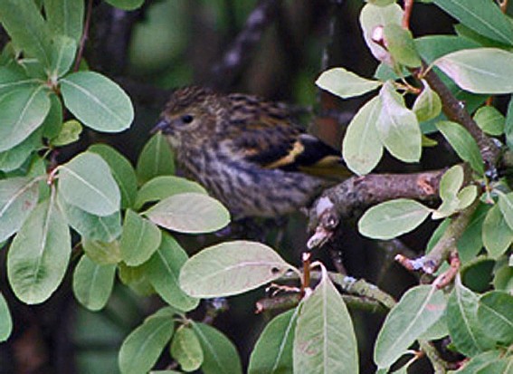 Siskin. Photo by Robert Bovill, 15/06/2011