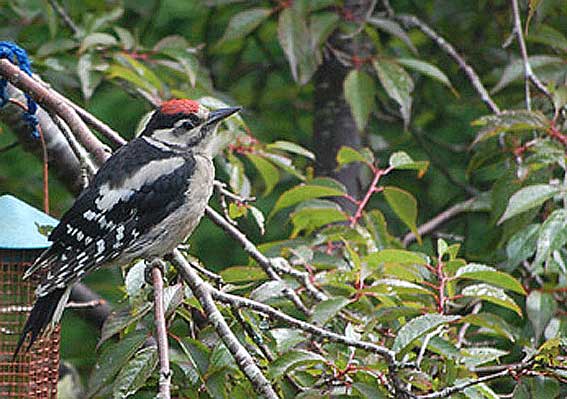 Juvenile male Greater Spotted Woodpecker.. Photo by Robert Bovill  Photograph taken through glass with Nikon D40., 19/06/2011