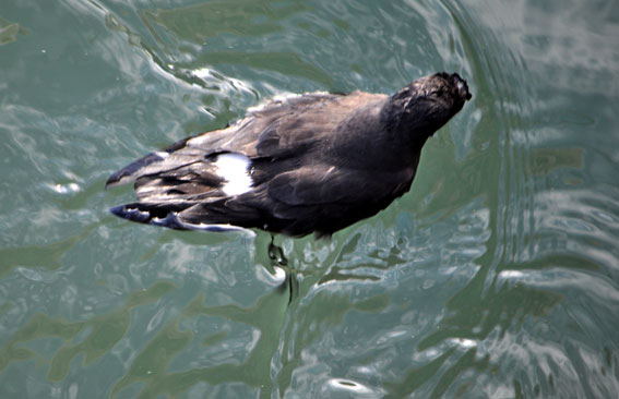 Storm Petrel. Photo by Mike Harrington, 20/11/2011