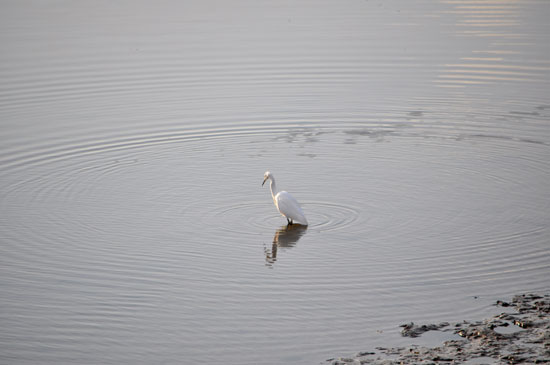 Great White Egret. Photo by Mike Harrington, 20/11/2011