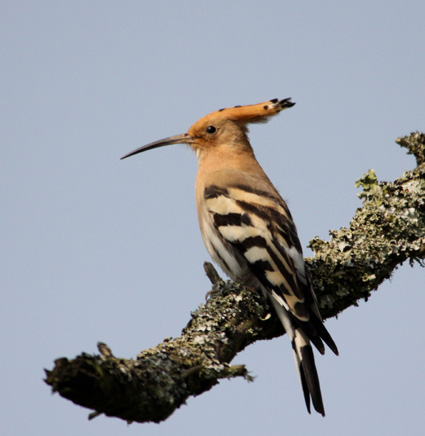 Hoopoe. Photo by Nicola Parkman, 25/03/2012