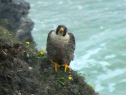 Peregrine Falcon. Photo by John and Chrissie Biddlecombe, 23/07/2012