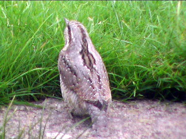 Wryneck. Photo by Alan Tuff, 21/09/2009