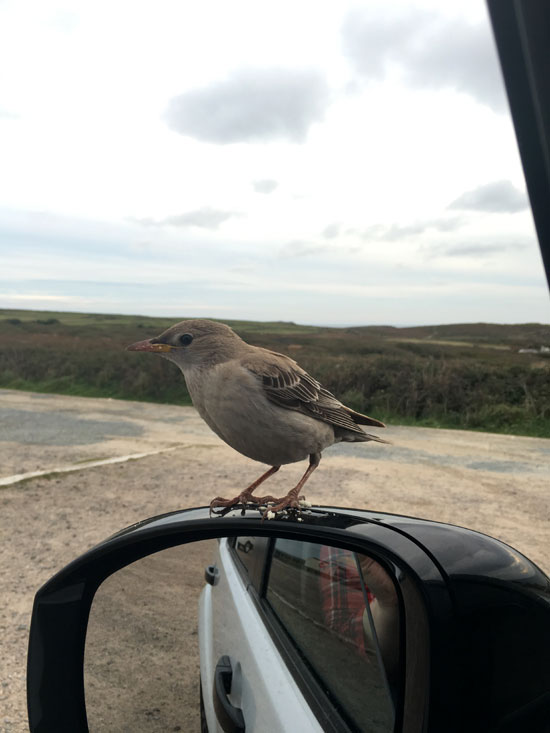 Rosy Starling (Juvenile). Photo by Zoe Cross, 20/10/2015