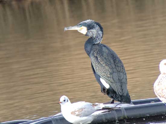 Cormorant. Photo by John Morgan, 02/03/2017