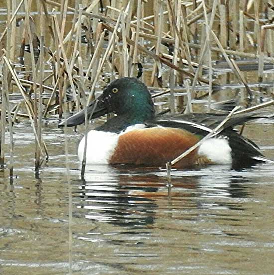 Shoveler Duck. Photo by Paul Ash, 14/03/2017