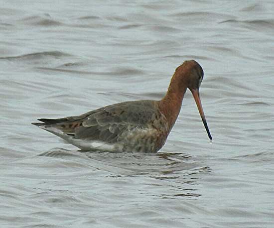 Black-tailed Godwit. Photo by Paul Ash, 14/03/2017