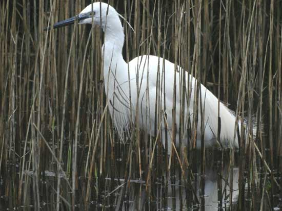 Little Egret. Photo by Paul Ash, 14/03/2017