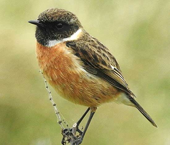 Stonechat. Photo by Paul Ash, 14/03/2017