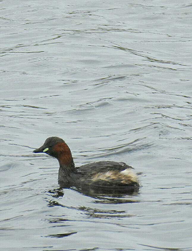 Little Grebe. Photo by Paul Ash, 14/03/2017