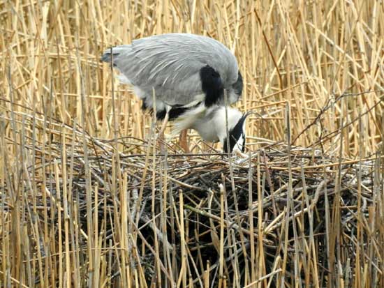 Heron making a nest. Photo by Paul Ash, 14/03/2017