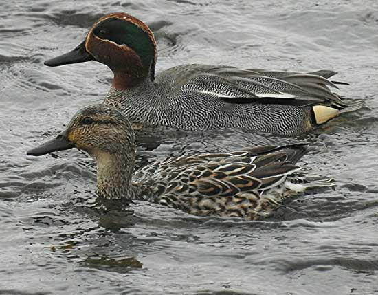 Teal. Photo by Paul Ash, 14/03/2017