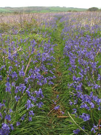 Bluebells in Cornwall