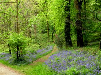 Bluebells in Cornwall