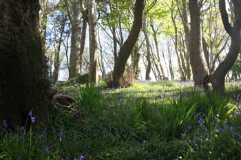 Bluebells in Cornwall