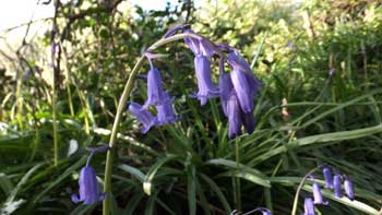 Bluebells in Cornwall