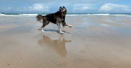 Dog friendly Cornwall