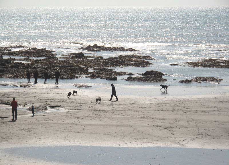 10 Best Dog Friendly Beaches in Cornwall - Seaton Beach