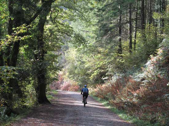 Beautiful Woods in Cornwall