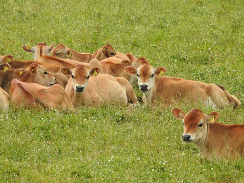 10 Best Free Days Out in Cornwall - Roskilly’s Farm Trail