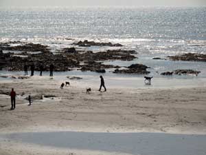 Dog friendly Cornwall