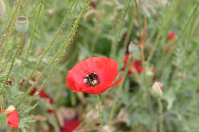 Poppies