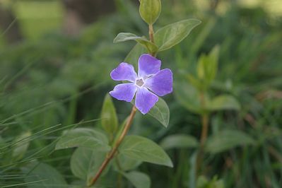 Greater Periwinkle - Vinca Major