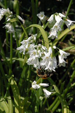 Three-cornered Leek - Allium triquetrum