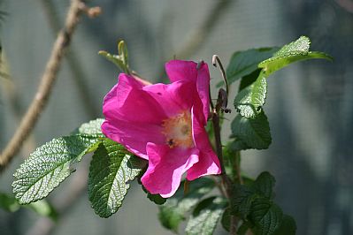 Wild Rose - Rosa canina