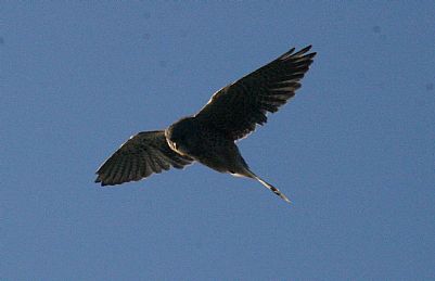 Kestrel