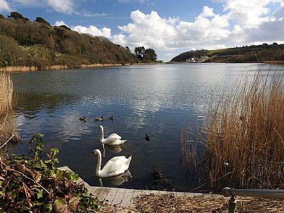 Swans at Swanpool, Falmouth