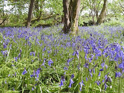 Bluebells in St Loy Wood